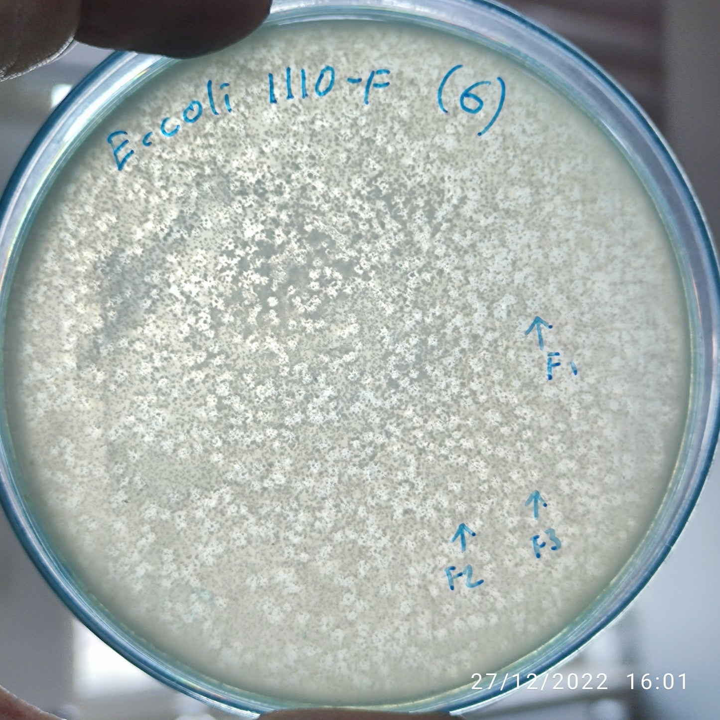 Escherichia coli bacteriophage 101110F