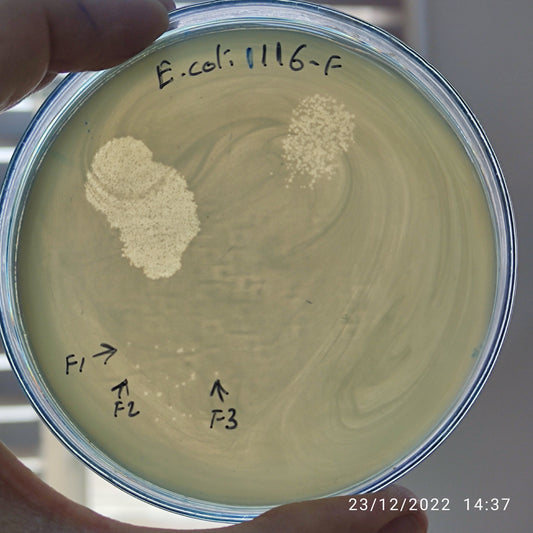 Escherichia coli bacteriophage 101116F