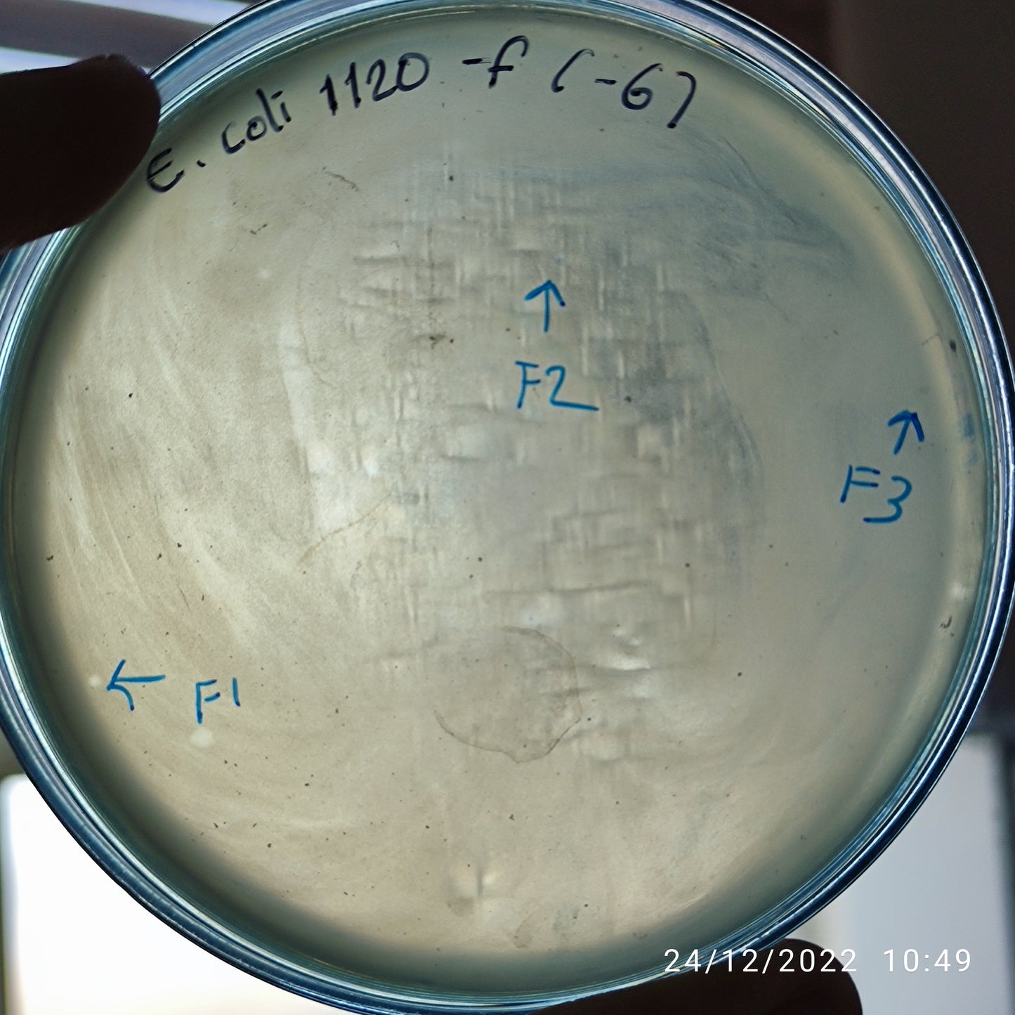 Escherichia coli bacteriophage 101120F