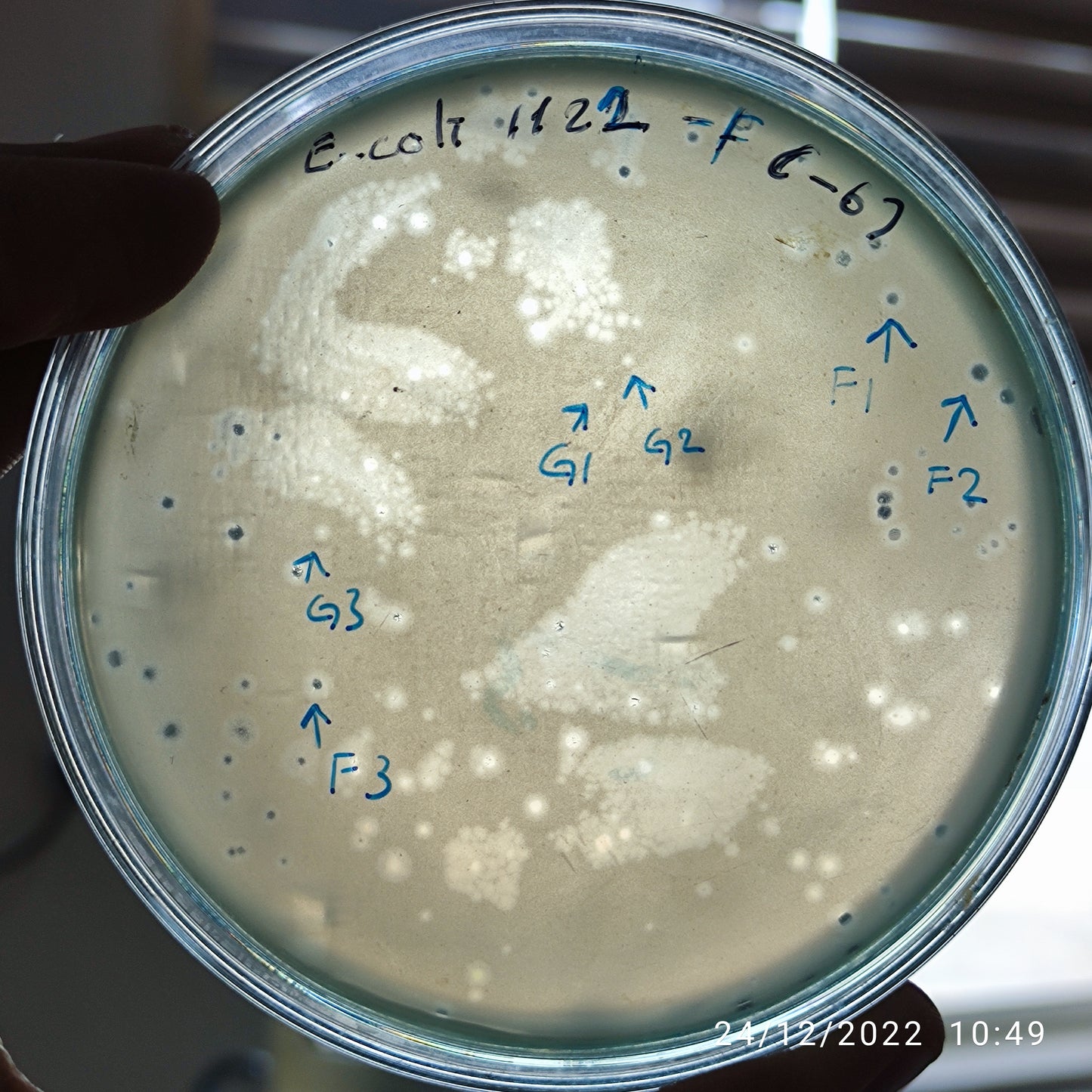 Escherichia coli bacteriophage 101122G