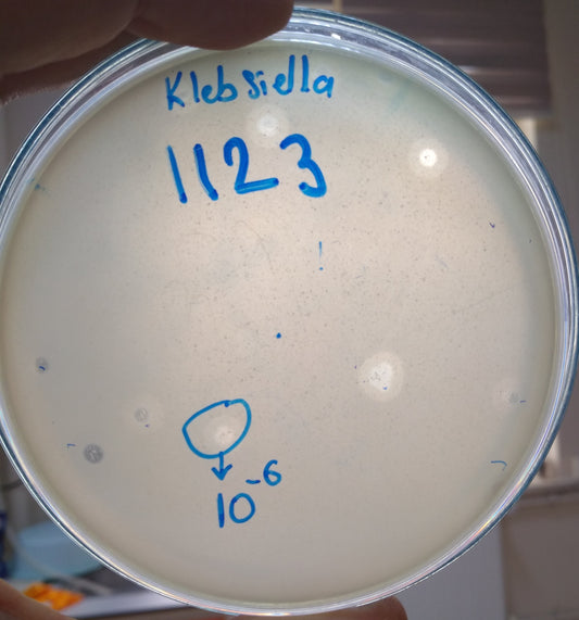 Klebsiella pneumoniae bacteriophage 181123A