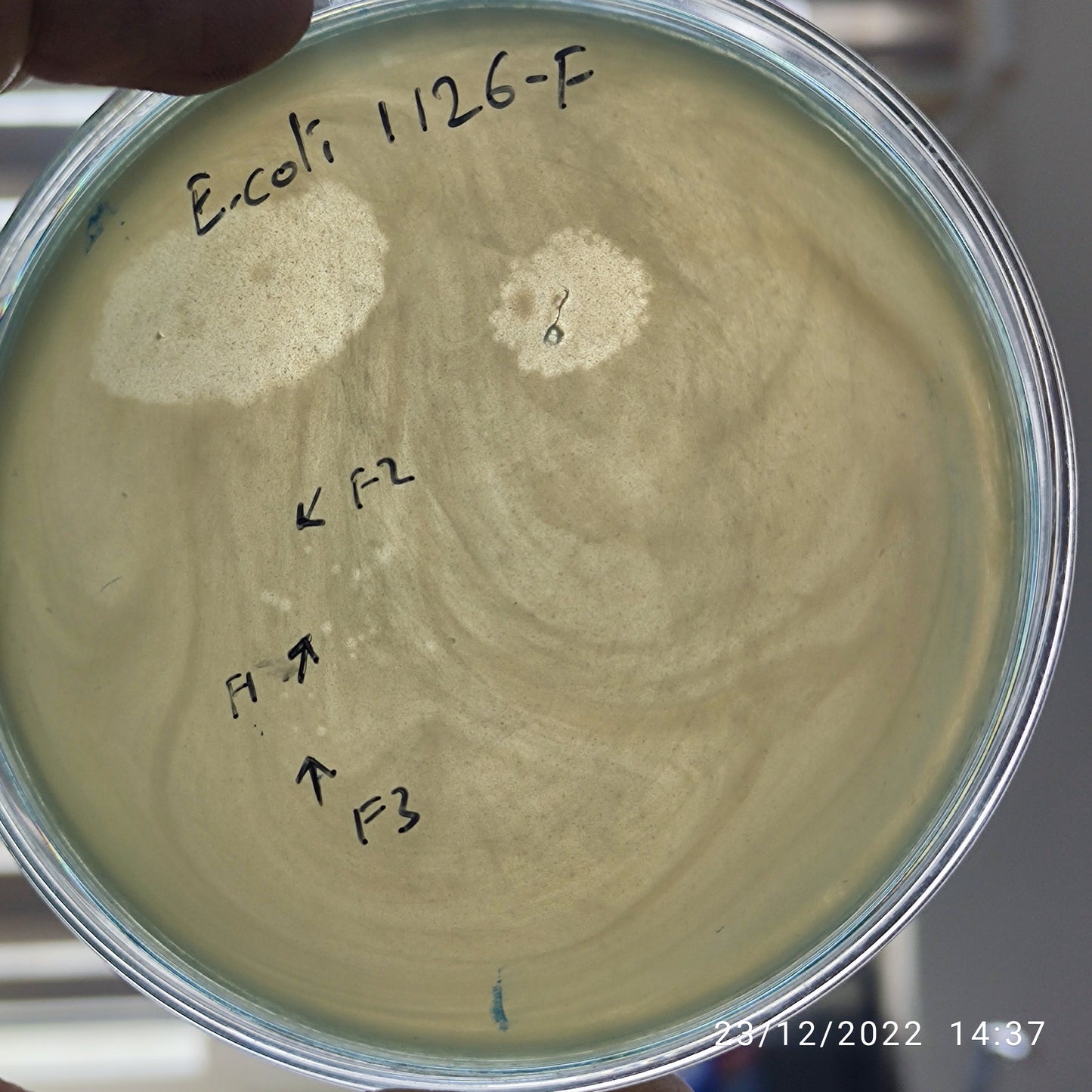 Escherichia coli bacteriophage 101126F