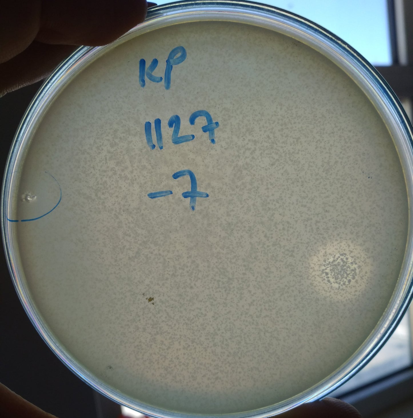 Klebsiella pneumoniae bacteriophage 181127A