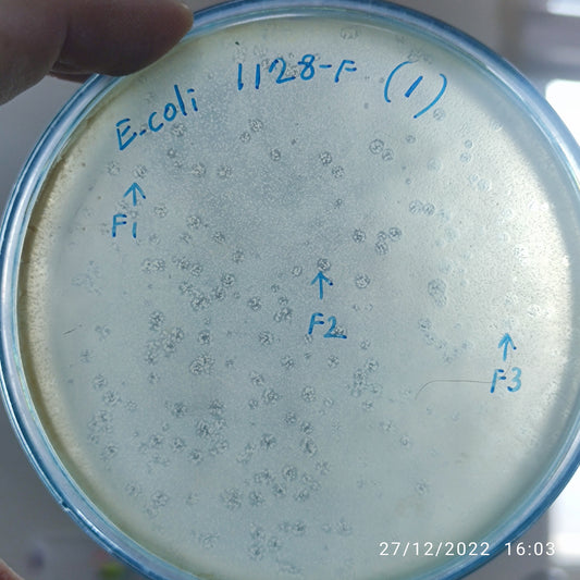 Escherichia coli bacteriophage 101128F