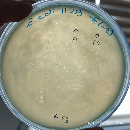 Escherichia coli bacteriophage 101129F