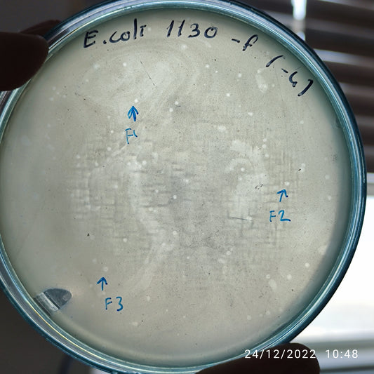 Escherichia coli bacteriophage 101130F