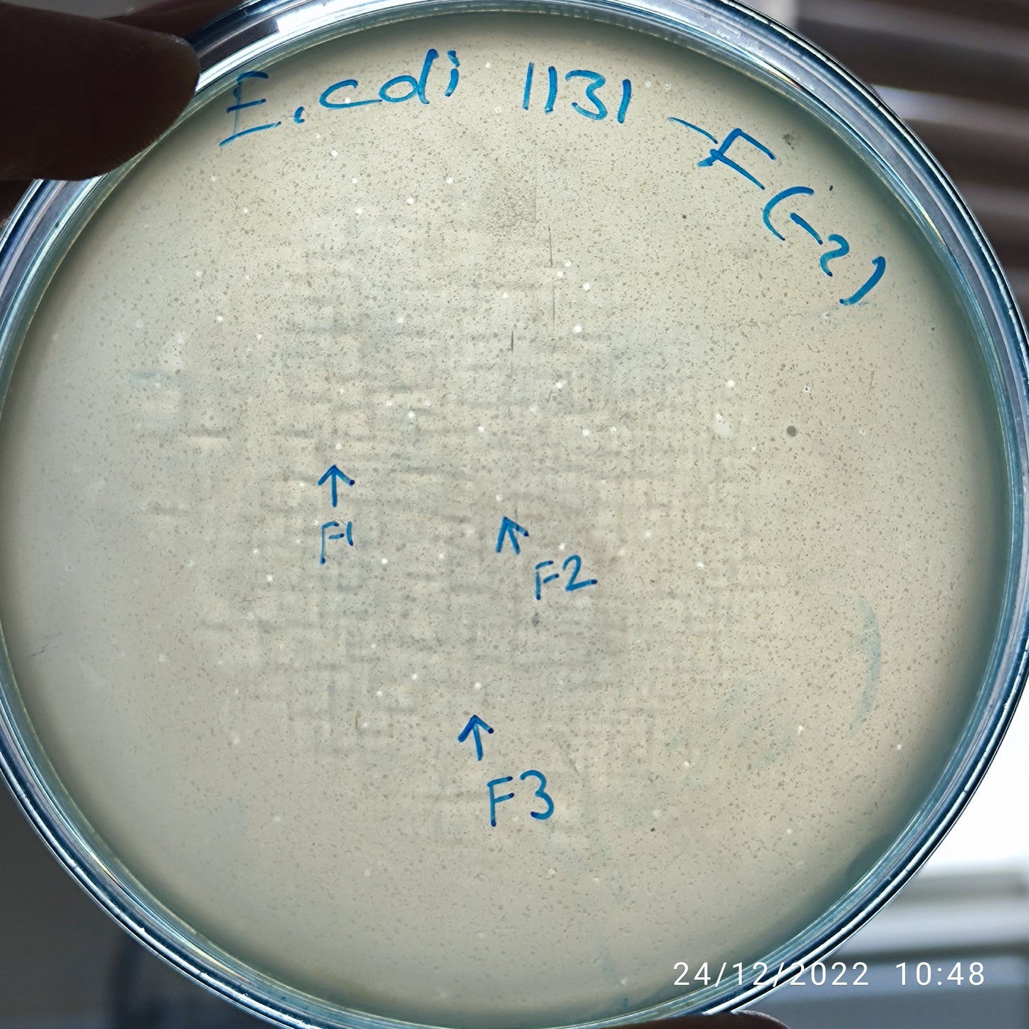 Escherichia coli bacteriophage 101131F