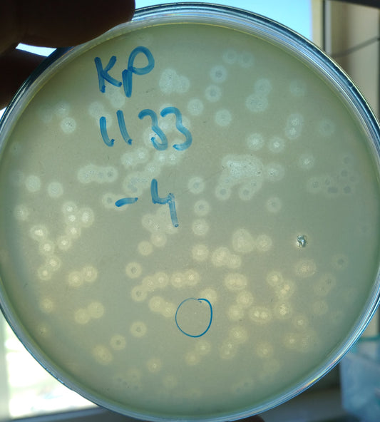 Klebsiella pneumoniae bacteriophage 181133A