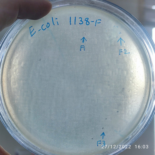 Escherichia coli bacteriophage 101138F