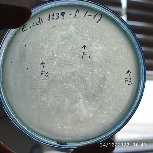 Escherichia coli bacteriophage 101139F