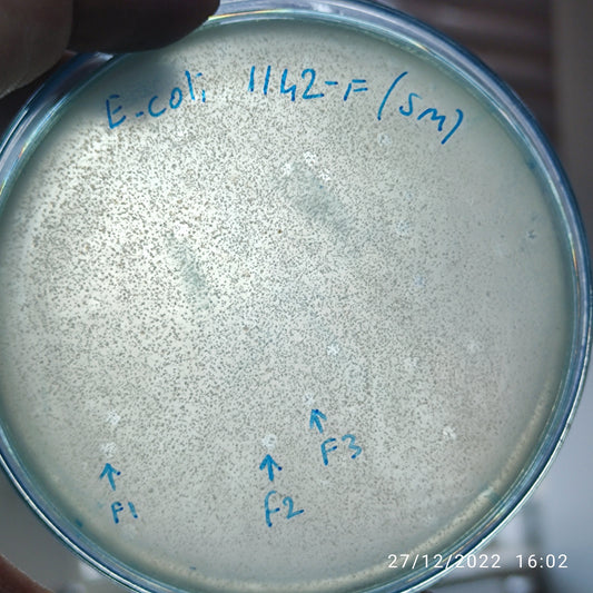 Escherichia coli bacteriophage 101142F