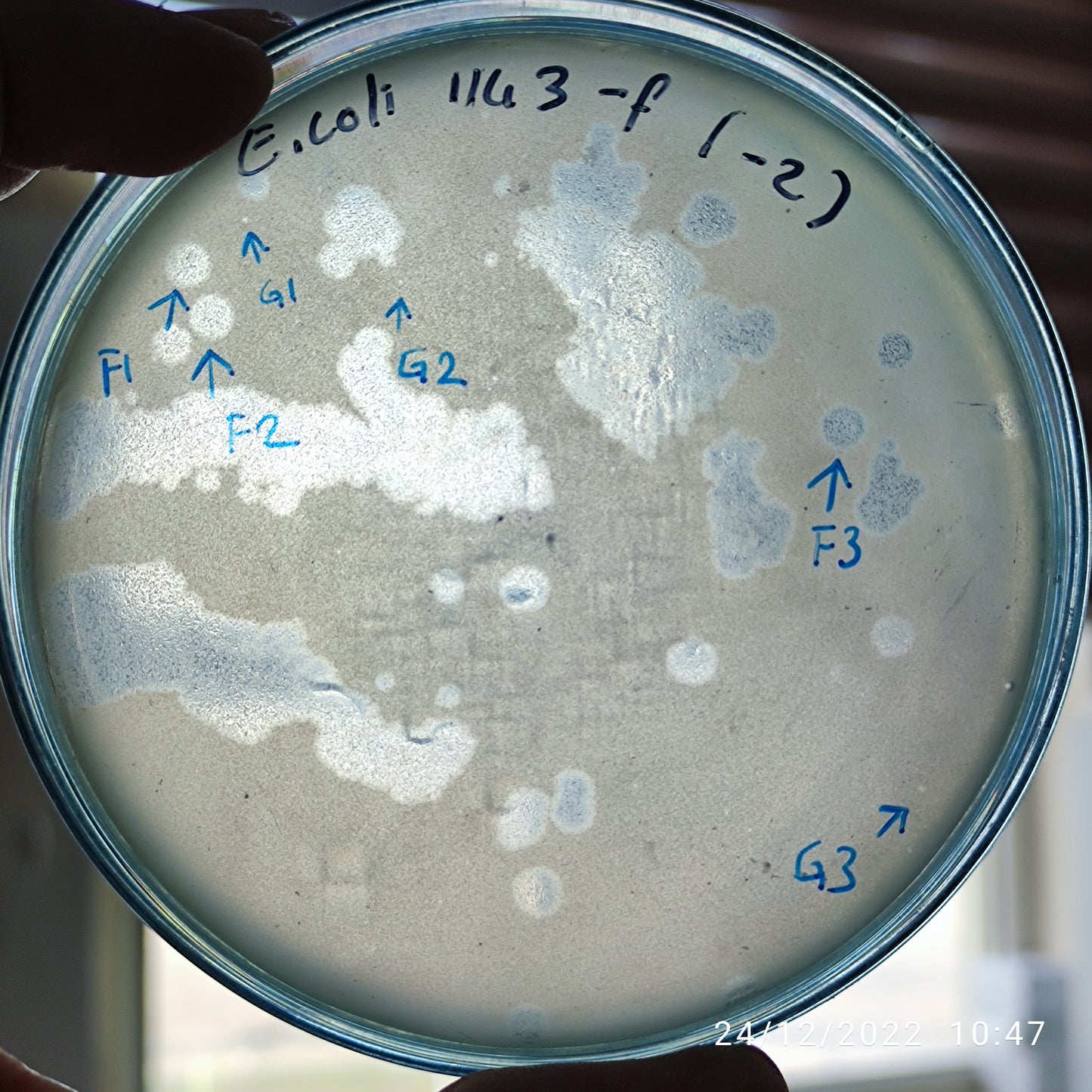 Escherichia coli bacteriophage 101143F
