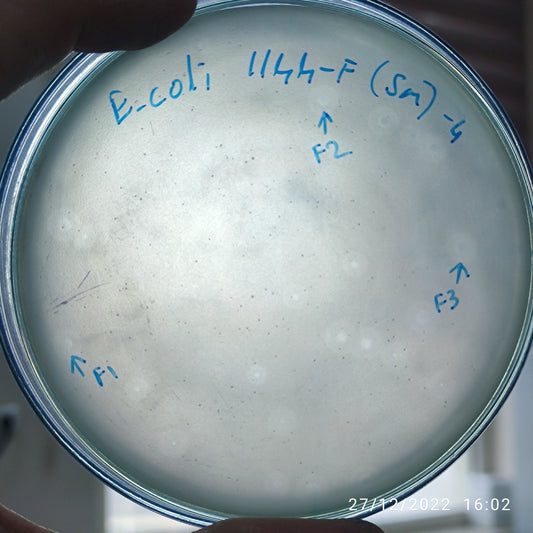 Escherichia coli bacteriophage 101144F