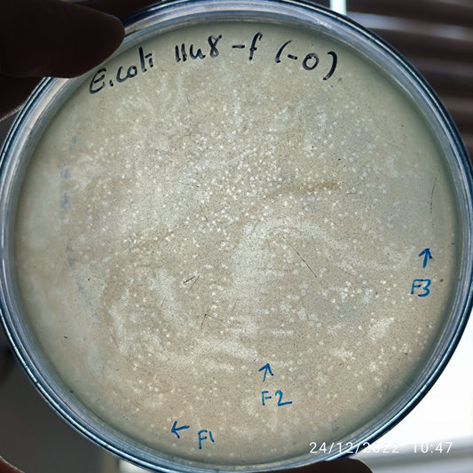 Escherichia coli bacteriophage 101148F