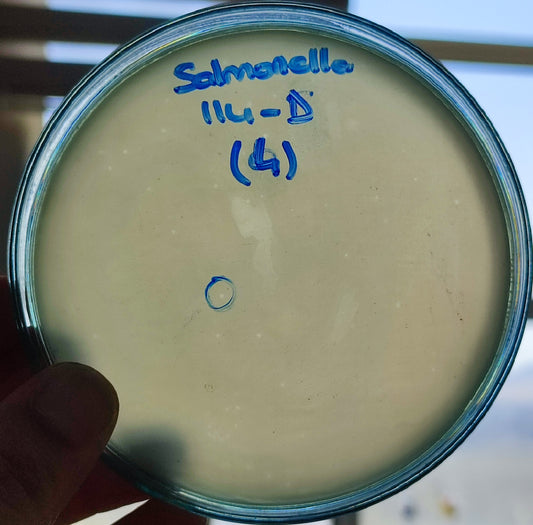 Salmonella bacteriophage 200114D
