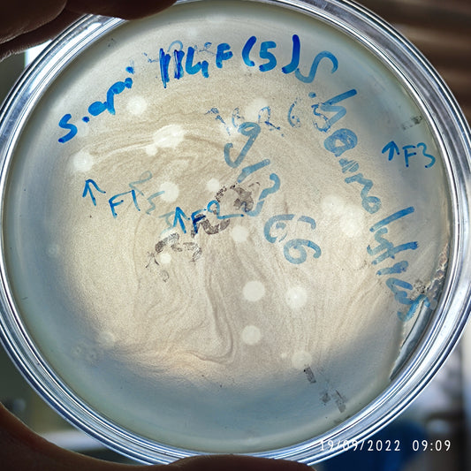 Staphylococcus epidermidis bacteriophage 158114F