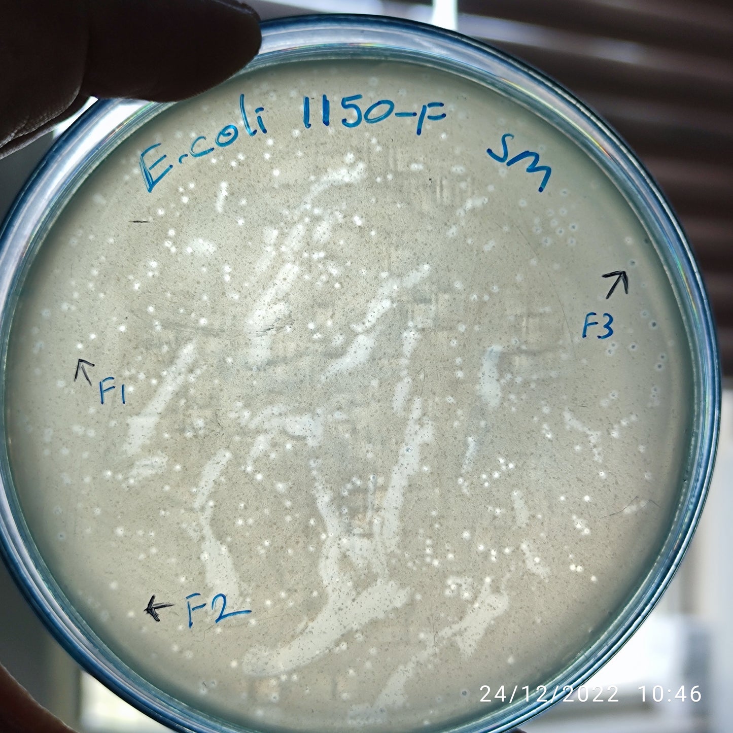 Escherichia coli bacteriophage 101150F