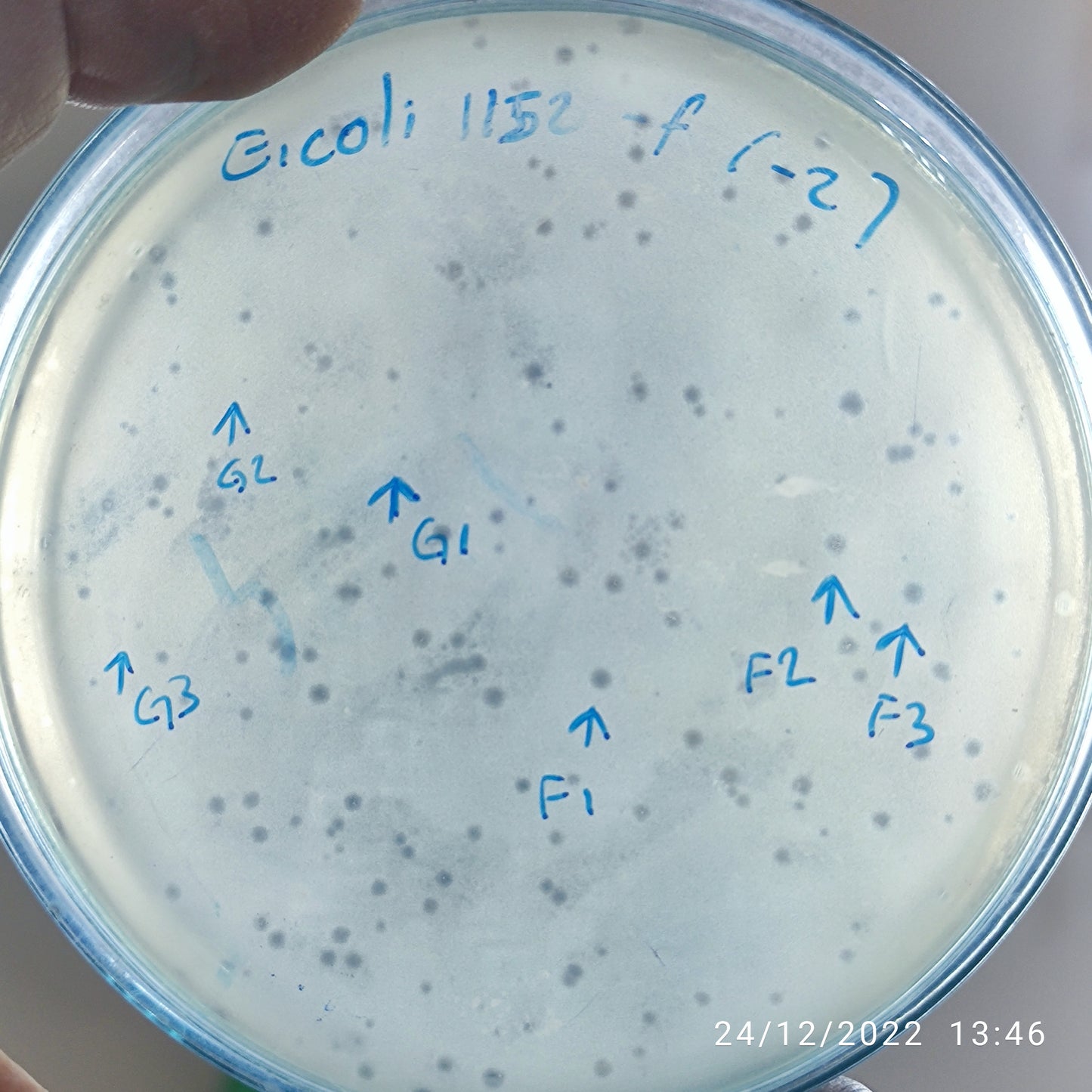 Escherichia coli bacteriophage 101152G