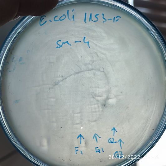 Escherichia coli bacteriophage 101153F