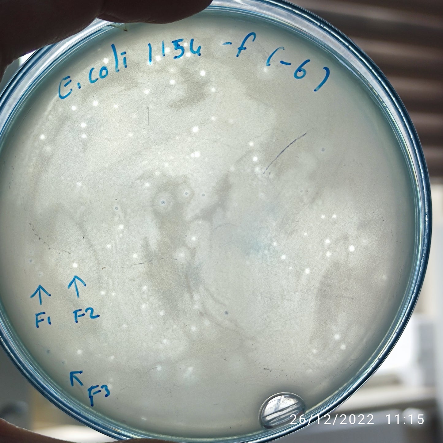 Escherichia coli bacteriophage 101154F