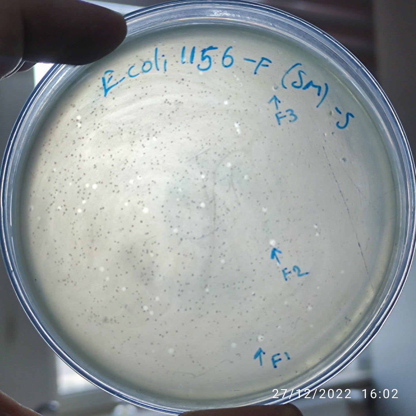 Escherichia coli bacteriophage 101156F