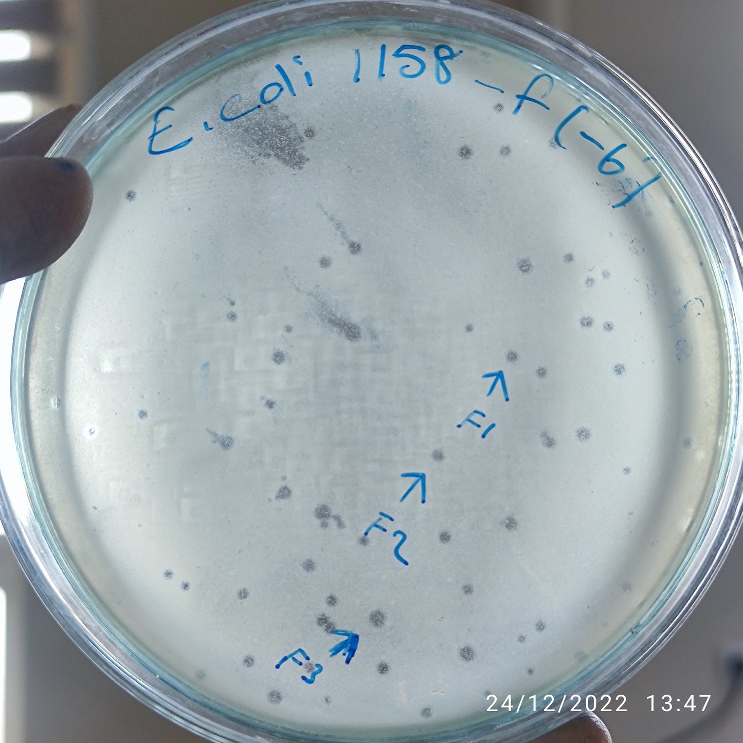 Escherichia coli bacteriophage 101158F