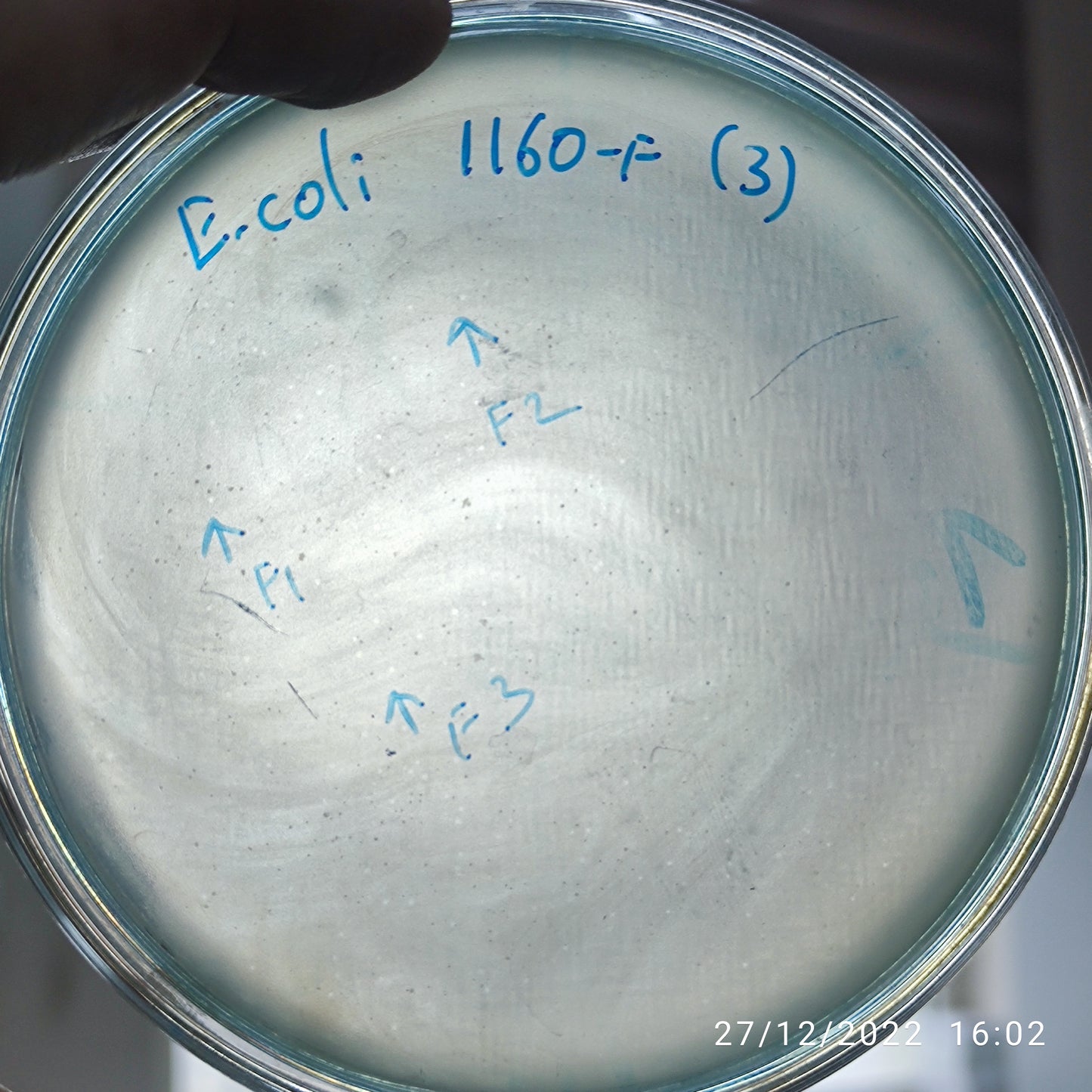 Escherichia coli bacteriophage 101160F