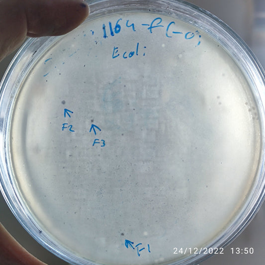 Escherichia coli bacteriophage 101164F