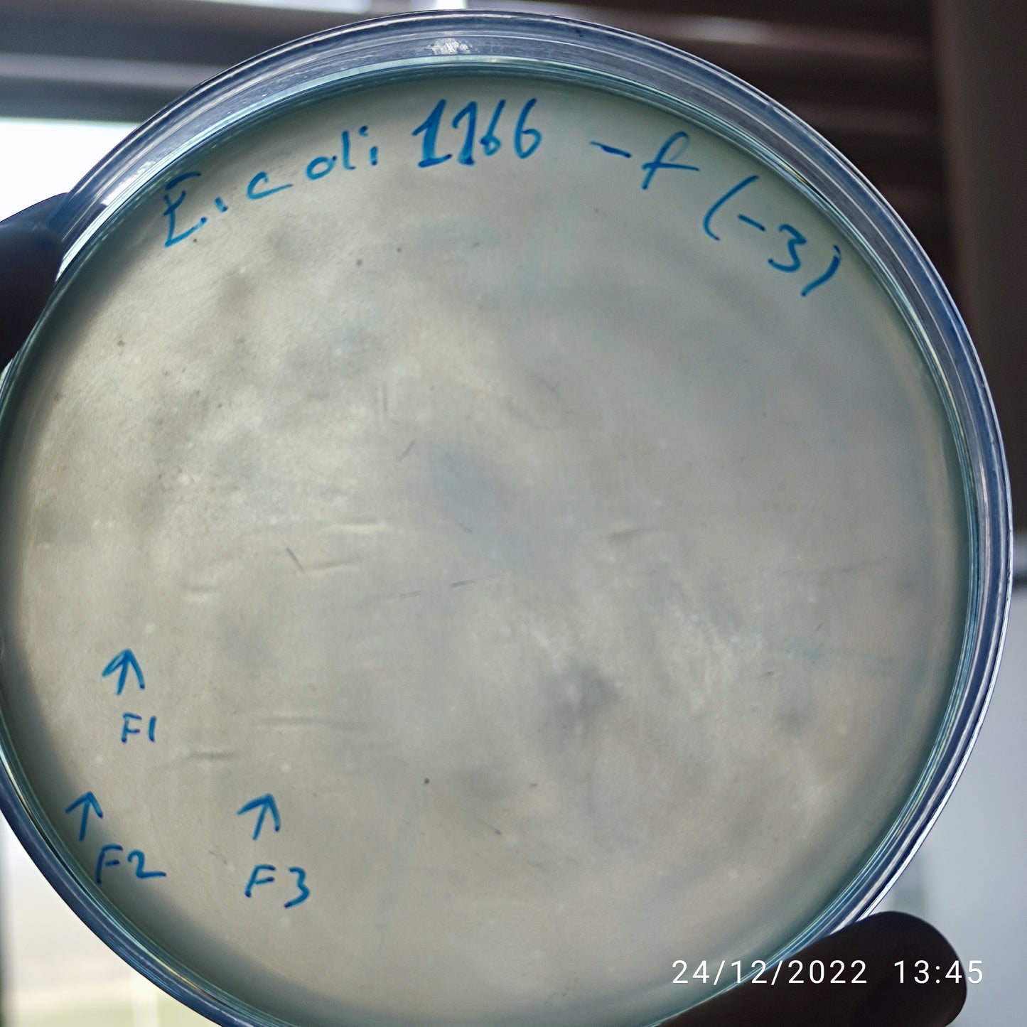 Escherichia coli bacteriophage 101166F