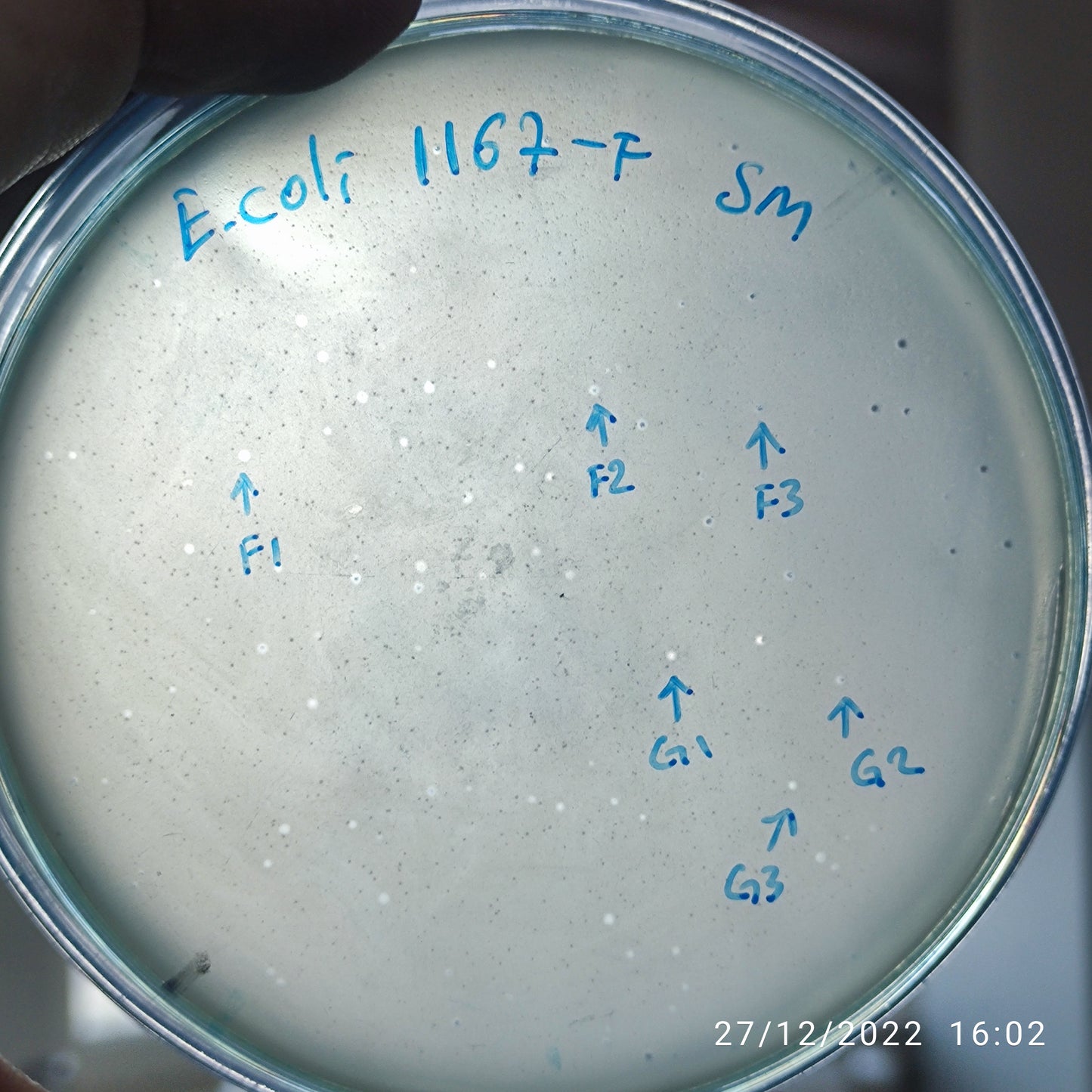 Escherichia coli bacteriophage 101167G