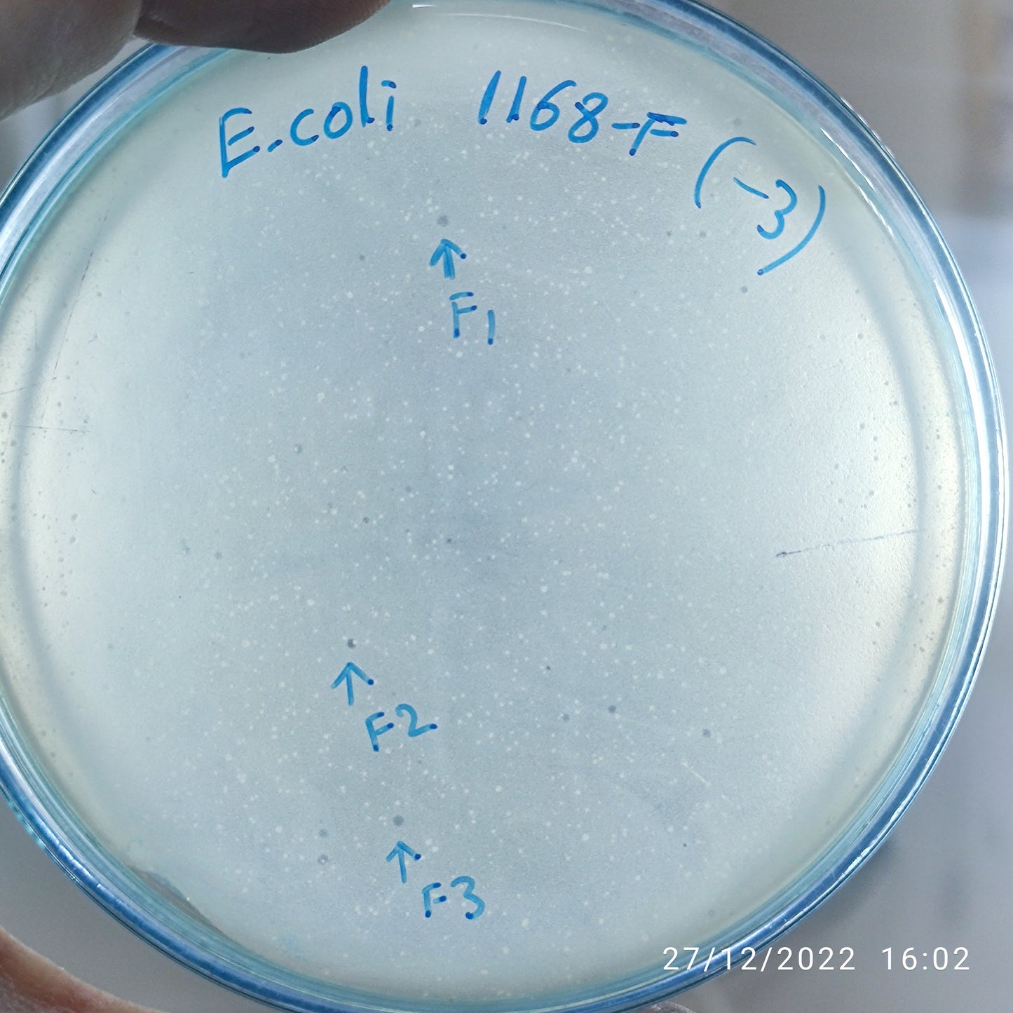 Escherichia coli bacteriophage 101168F