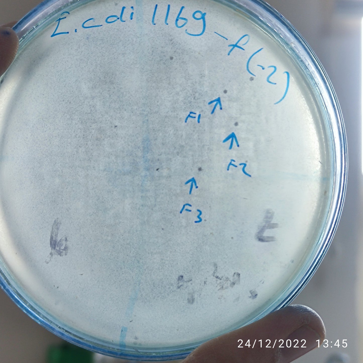 Escherichia coli bacteriophage 101169F