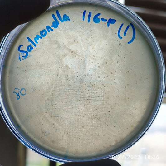 Salmonella bacteriophage 200116F