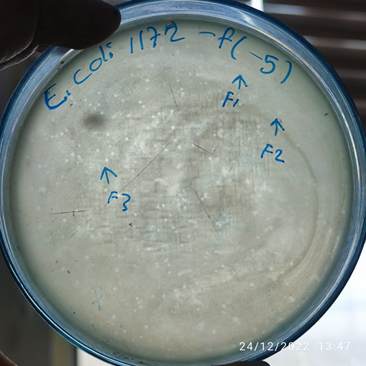 Escherichia coli bacteriophage 101172F