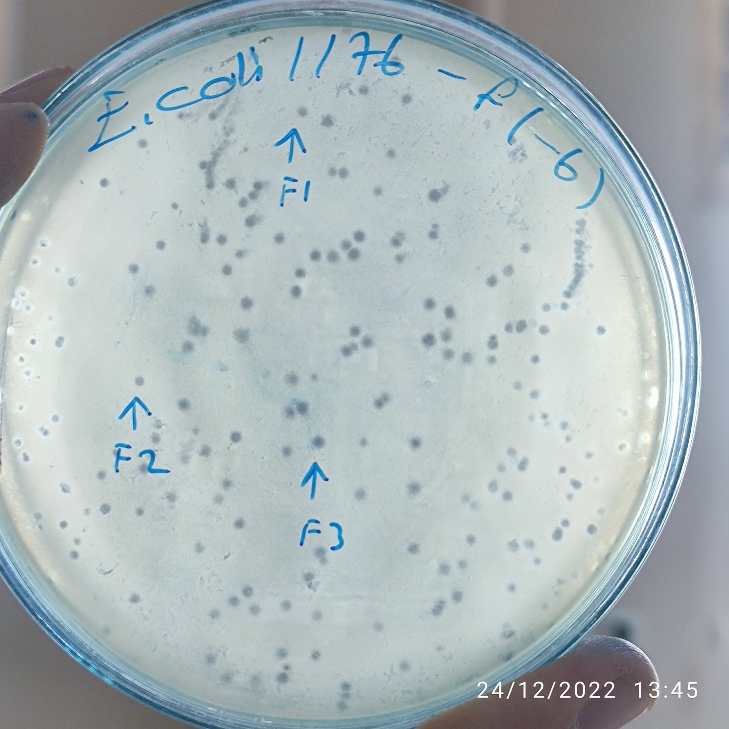 Escherichia coli bacteriophage 101176F