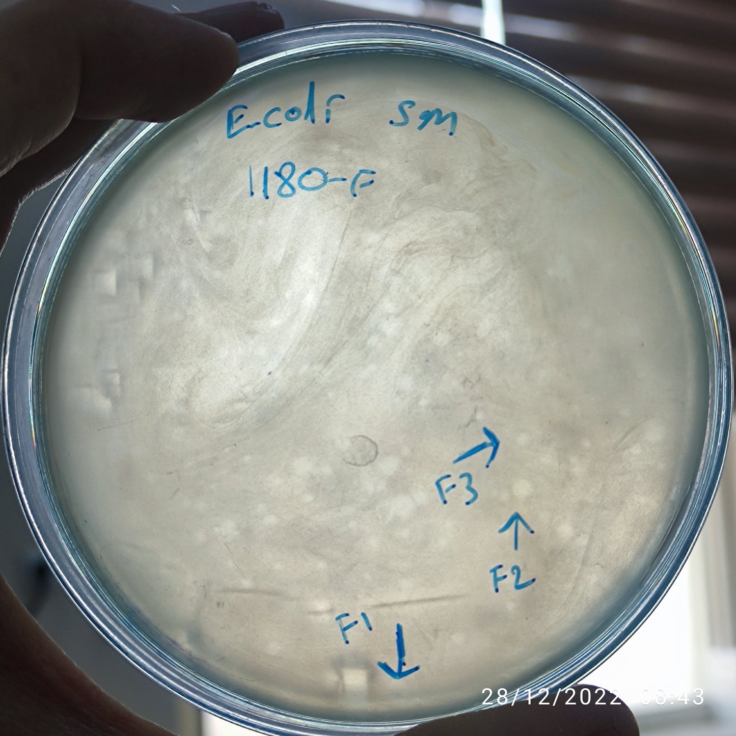 Escherichia coli bacteriophage 101180F