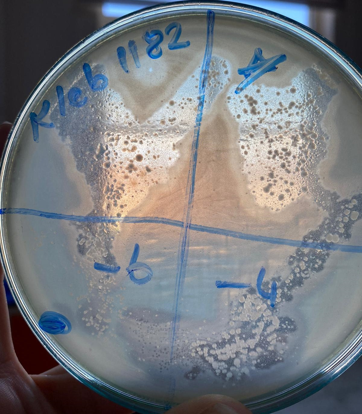 Klebsiella pneumoniae bacteriophage 181182A