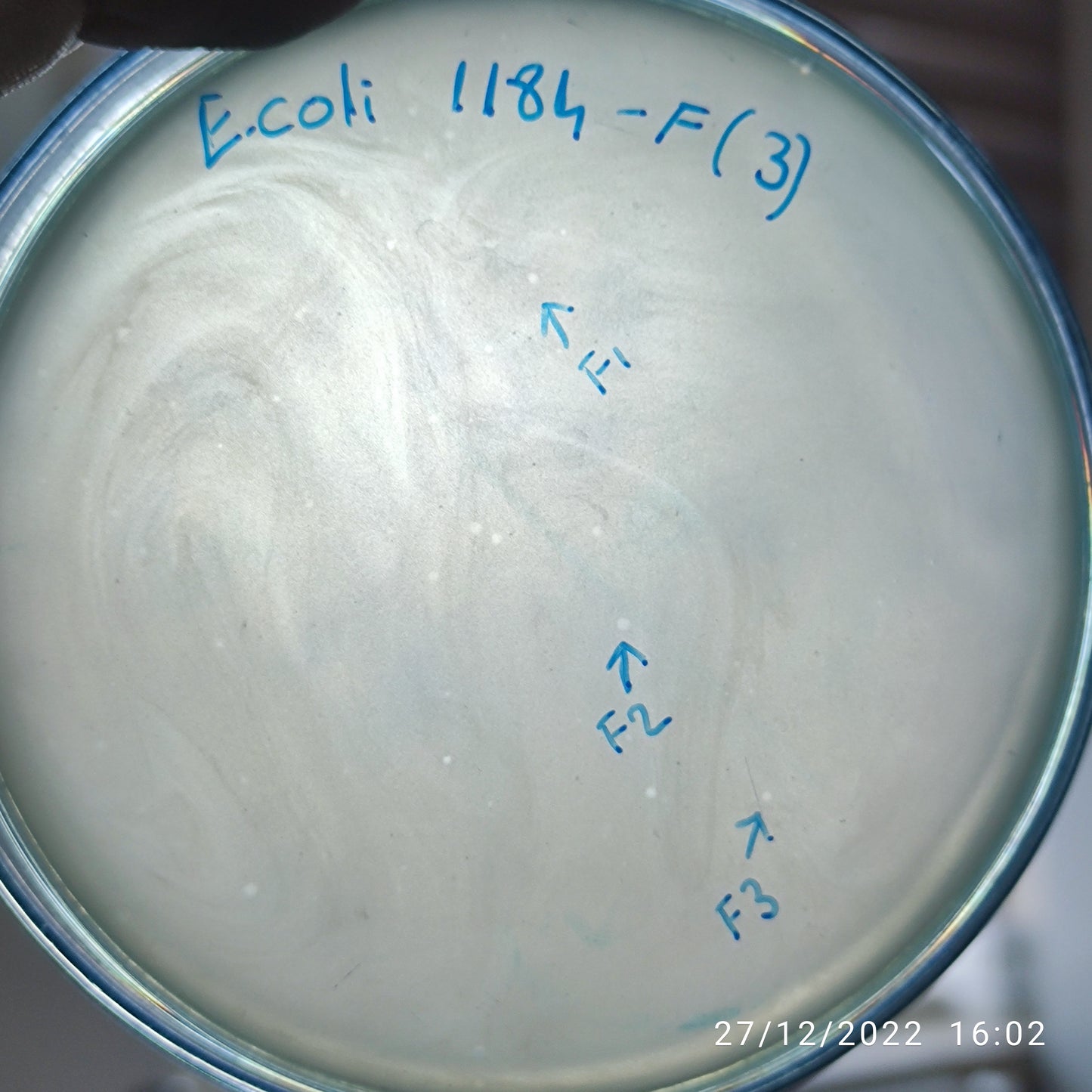 Escherichia coli bacteriophage 101184F