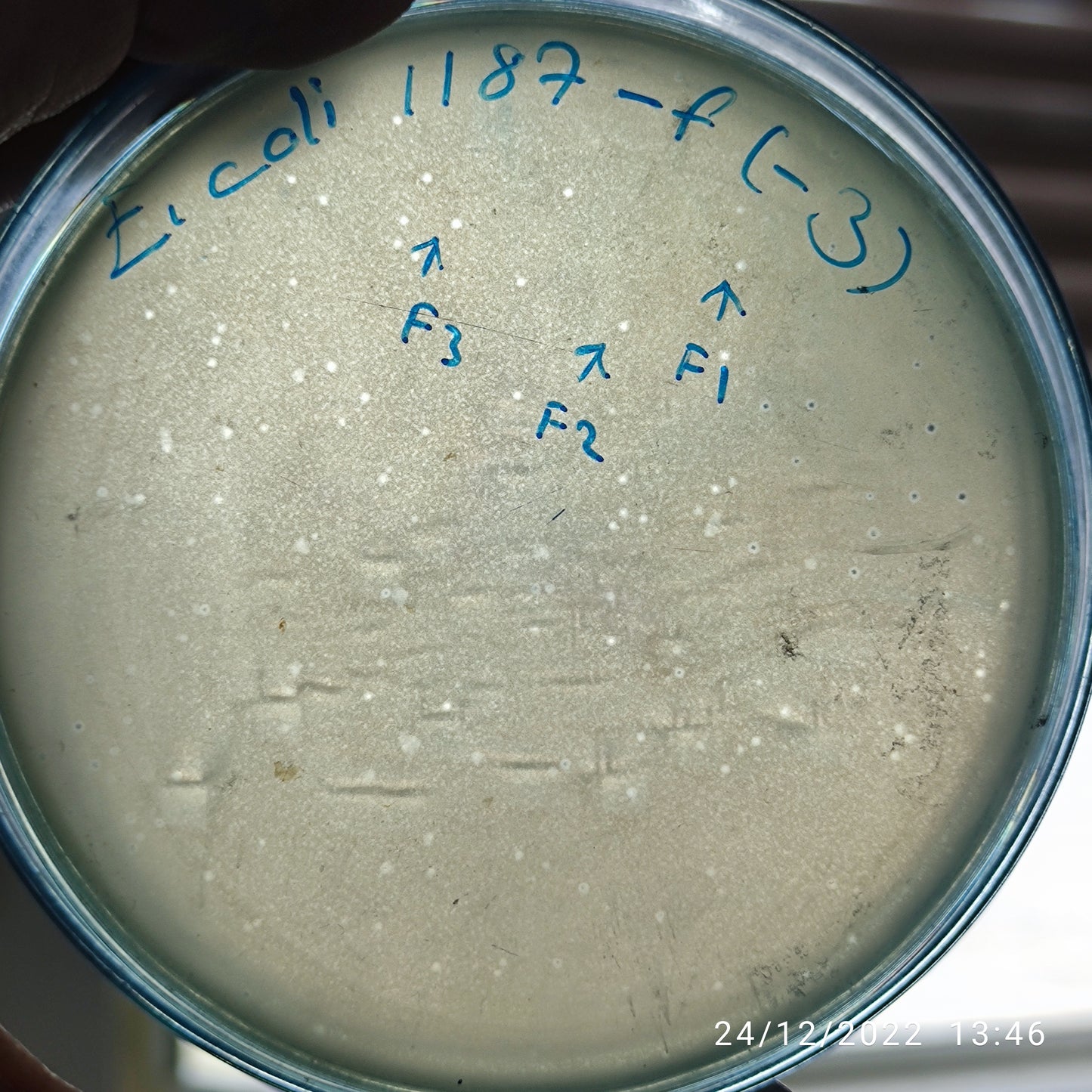 Escherichia coli bacteriophage 101187F