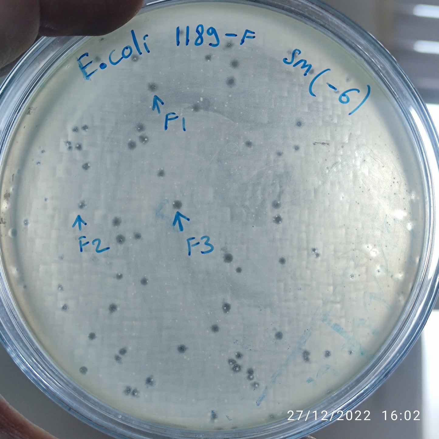 Escherichia coli bacteriophage 101189F