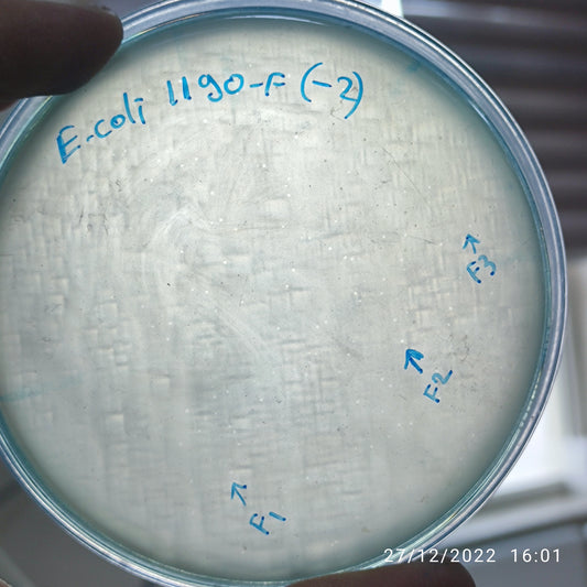 Escherichia coli bacteriophage 101190F