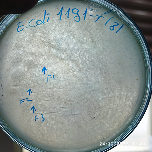 Escherichia coli bacteriophage 101191F