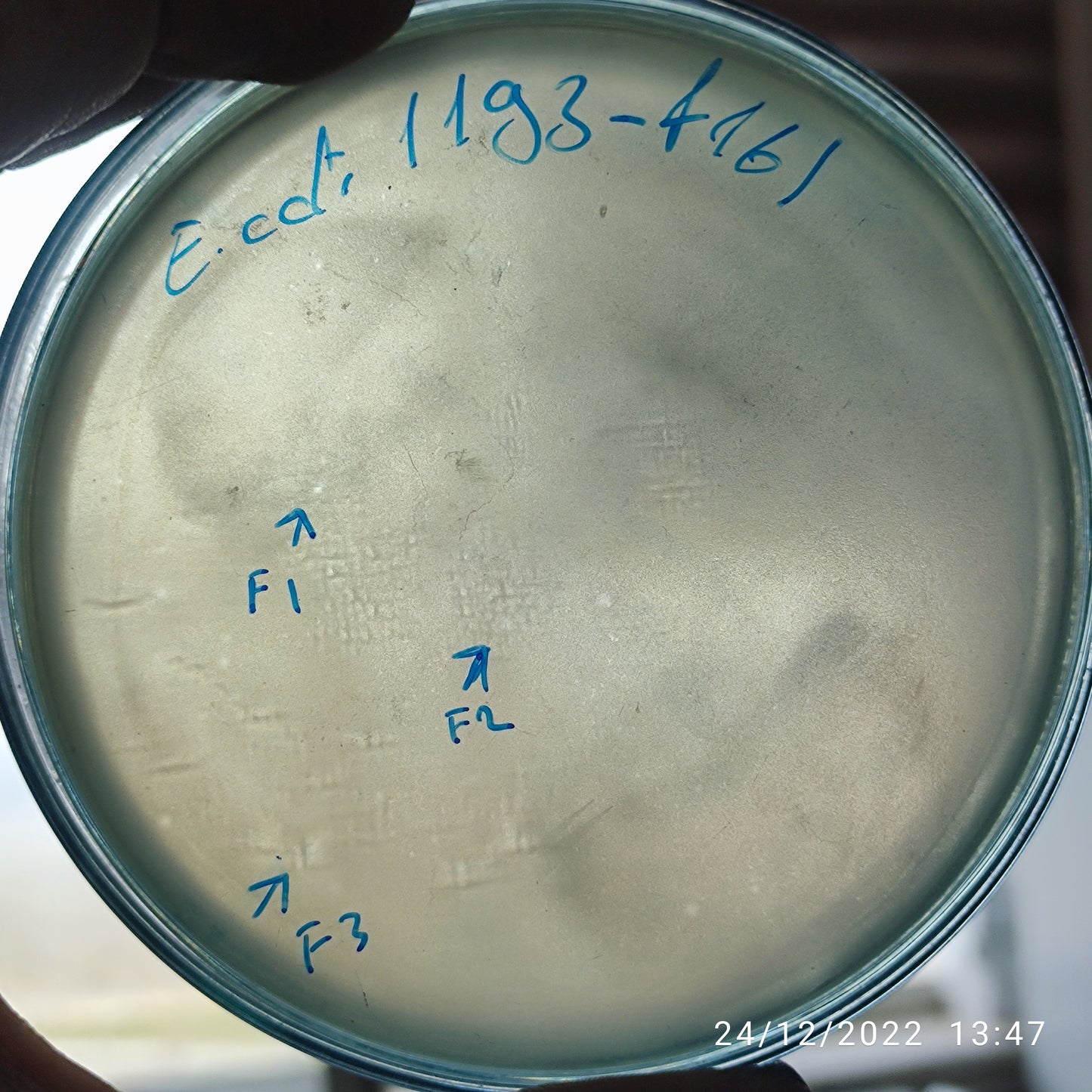 Escherichia coli bacteriophage 101193F