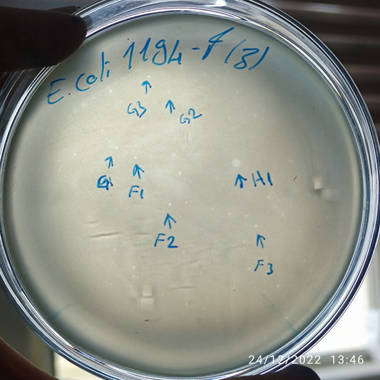 Escherichia coli bacteriophage 101194G