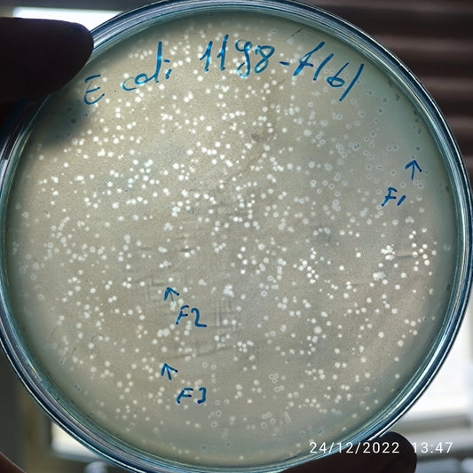 Escherichia coli bacteriophage 101198F