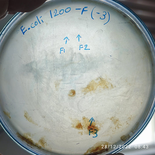 Escherichia coli bacteriophage 101200F