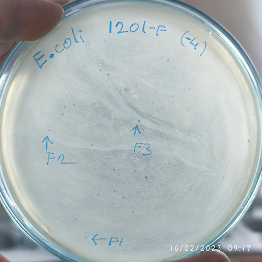 Escherichia coli bacteriophage 101201F