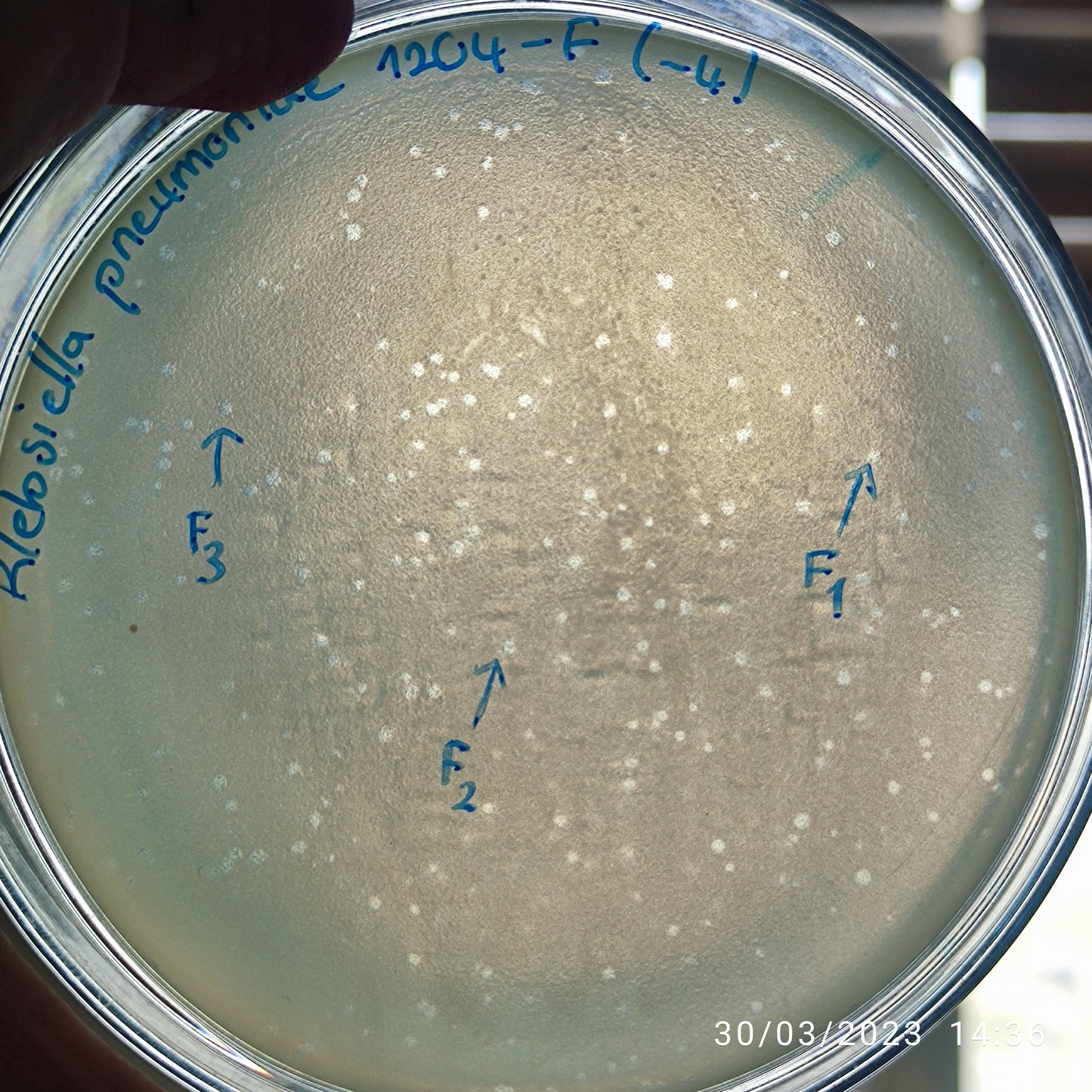 Klebsiella pneumoniae bacteriophage 181204F