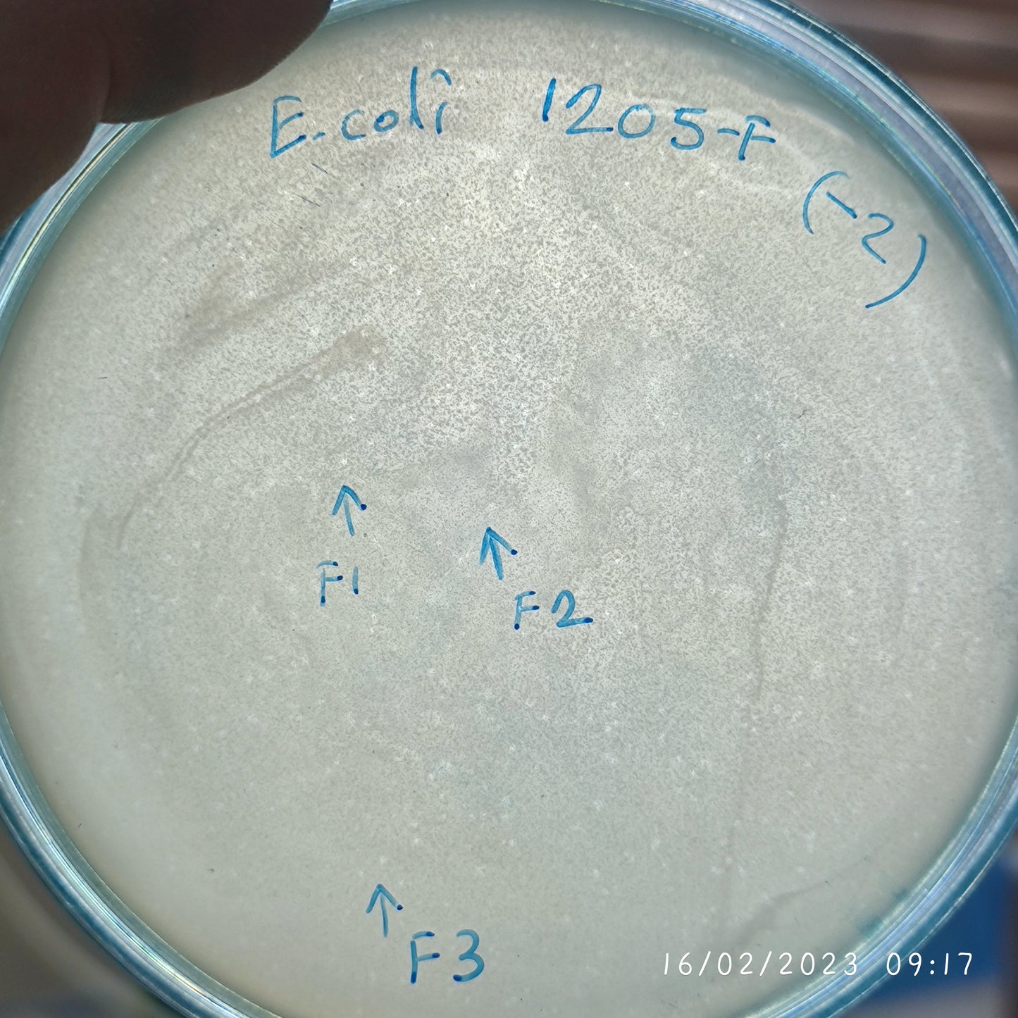 Escherichia coli bacteriophage 101205F