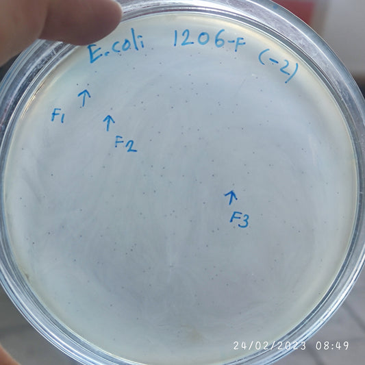 Escherichia coli bacteriophage 101206F